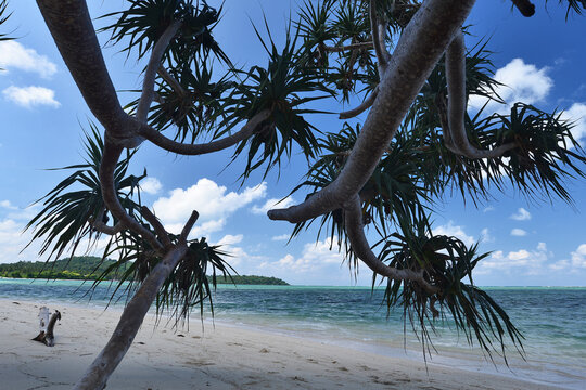 Sea pandan trees bend beautifully on the edge of the white sandy beach and clear water.