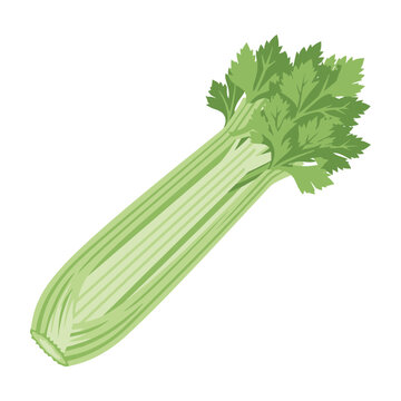 Fresh green celery stalk with leaves isolated on white background