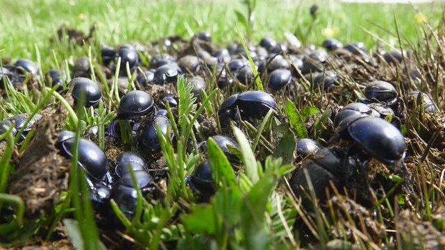 Black dung beetles swarm atop fresh manure in meadow, crawling and feeding under sun.