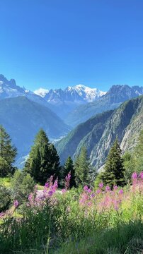 scenic mountain valley landscape with pink wildflowers and snow covered peaks under clear blue sky, vertical video