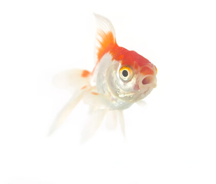 Close up of a goldfish head with open mouth on white background