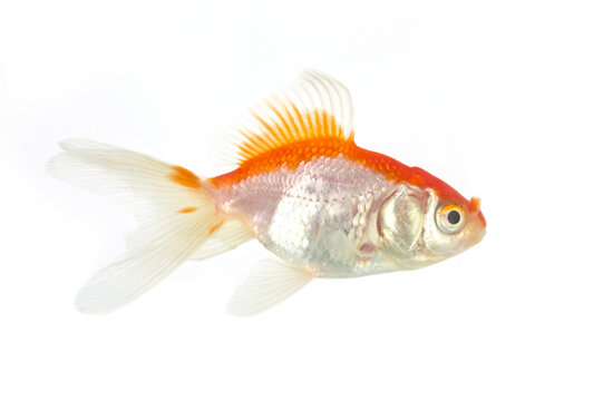 Comet goldfish full side profile isolated on white background