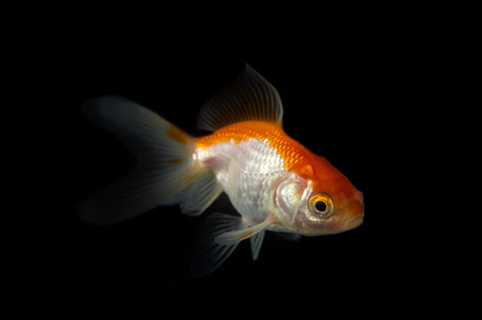 Red and white comet goldfish isolated on black background, side view