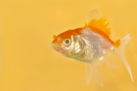 Goldfish swimming to the left on yellow background with copy space