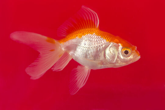 Goldfish full body side profile on bright red background