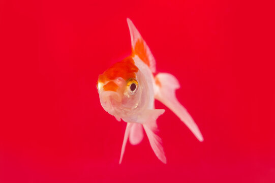 Goldfish looking at the camera on a red background, close up portrait