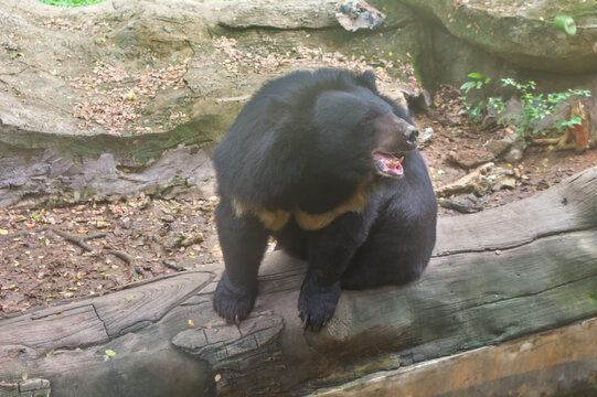 Asiatic black bear standing on a log with open mouth showing teeth, high angle view