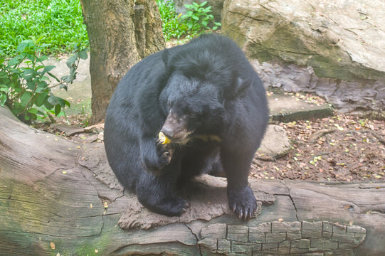Asiatic black bear holding a corn cob in its paw while eating