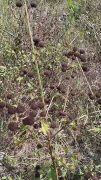 Wild *Hyptis capitata* plant with dried, round flower heads.