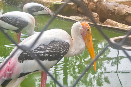 Painted stork side profile showing black and white wing pattern and pink feathers