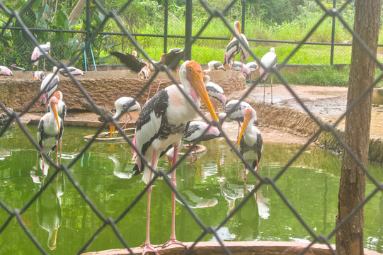 Flock of painted storks in a large zoo aviary seen through the wire fence