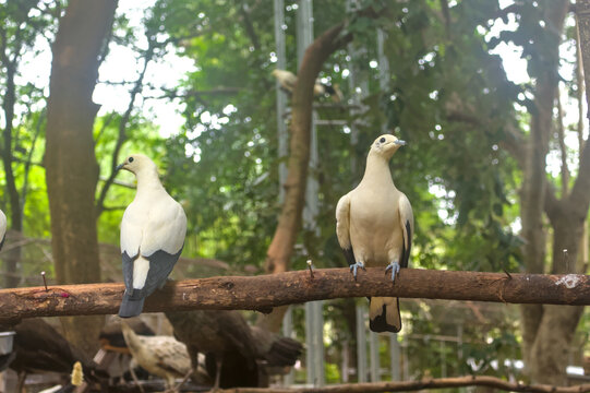 Two pied imperial pigeons perched together on a branch in a green aviary