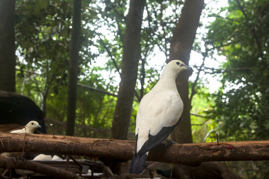 Pied imperial pigeon perched on a branch with soft green forest bokeh