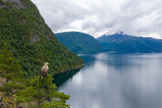 Aerial view of a white-tailed eagle perched on a pine tree overlooking a deep fjord with steep forested mountains under a cloudy sky in Valldal, More og Romsdal, Norway.