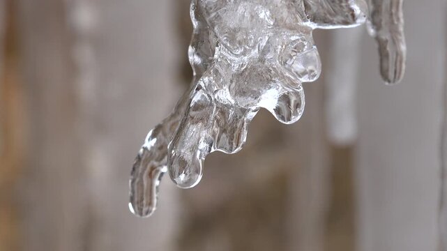 Drops of water dripping from tangled natural icicle hanging on curved ice in winter.