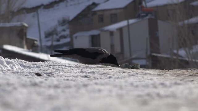 Crow Corvus corone feeding on food along a snowy country road in a village in winter.