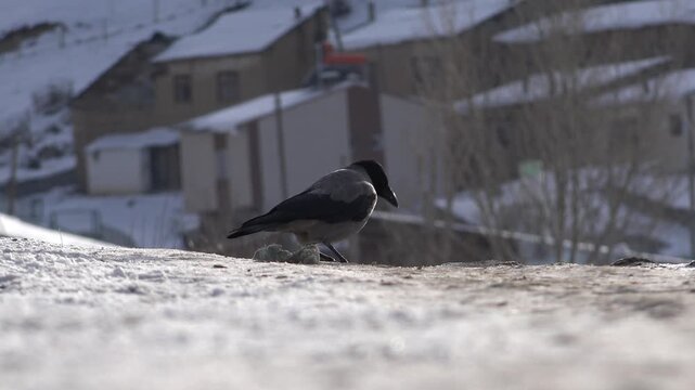 Crow Corvus corone feeding on food along a snowy country road in a village in winter.
