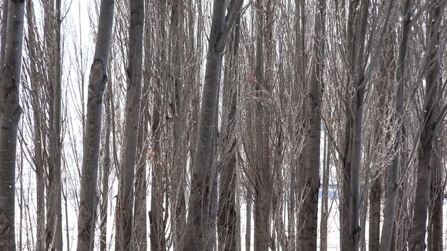 Cinematic view of crystallized snow on bare poplar trees in pristine winter landscape.