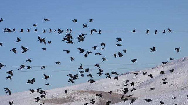 A flock of crows lands on a power pole then suddenly flies away in snowy winter scene.