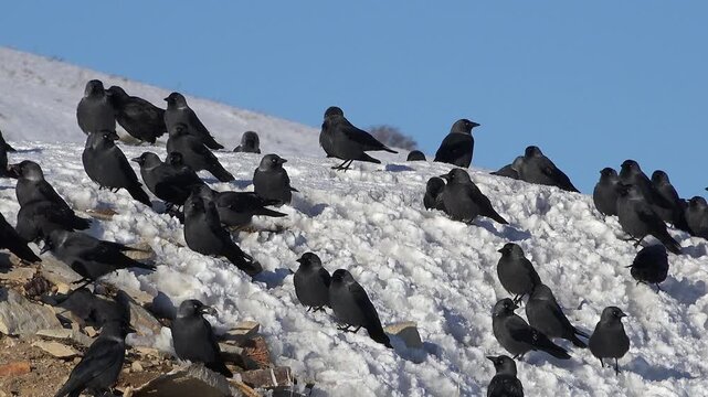 Flock of black crows perched on snowy ground in winter with stark wildlife scene.
