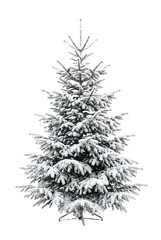 Fototapeta premium Flocked pine Christmas tree covered in heavy white snow