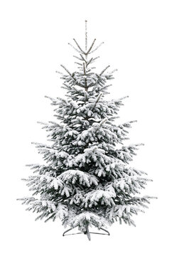 Flocked pine Christmas tree covered in heavy white snow