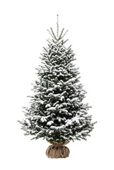 Fototapeta premium Snowy pine Christmas tree wrapped in burlap sack