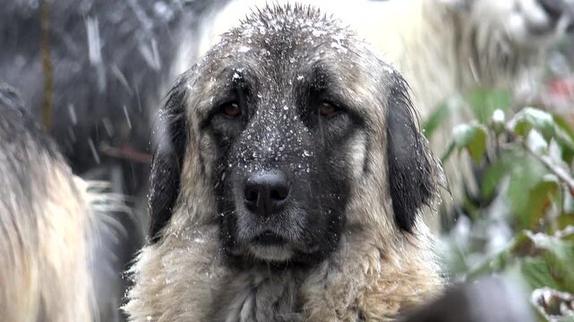 Shepherd dog guards goat and sheep herd in snowy mountain winter with alert livestock protection.