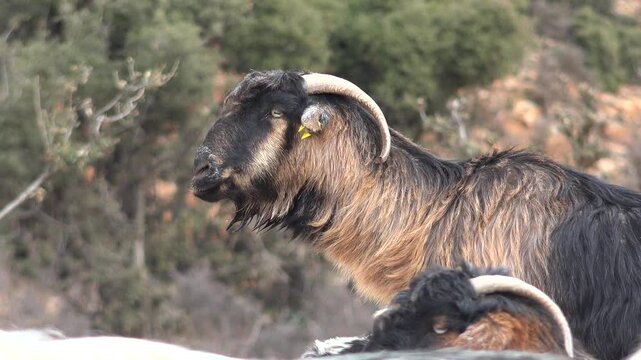 Domestic goats chew cud while eating artificial feed in a rural livestock enclosure.