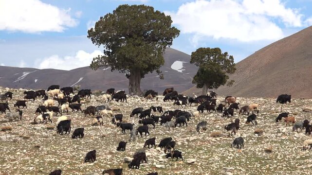 Goats graze across rocky plateaus in Taurus Antalya Turkey as livestock roam highlands.