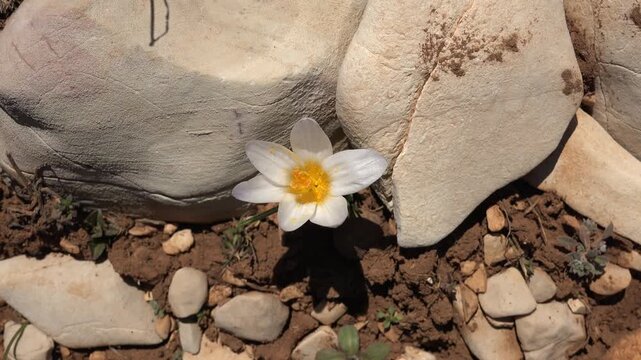 White yellow crocus flower blooming wild among stones and rocky soil in natural habitat.