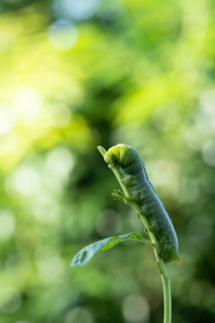 macro focus of oleander hawk moth caterpillar resting on twig