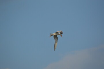 Obraz premium Florida Wildlife Banded Royal Tern flying
