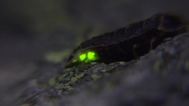 Glowworm shines with green bioluminescent light at night, dark surroundings rare insect detail.