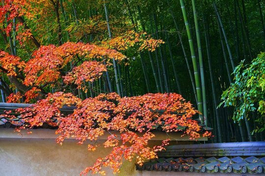Kyoto, Japan: Maple trees and bamboo forest in Tenryuji temple, Arashiyama, Kyoto 