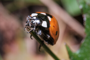 Ladybug Climbing Green Plant in Field Macro Nature © Stephen