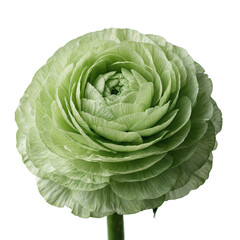 Obraz premium Ranunculus flower nature isolated green plant shown on a transparent background for botanical design and artistic floral garden concepts