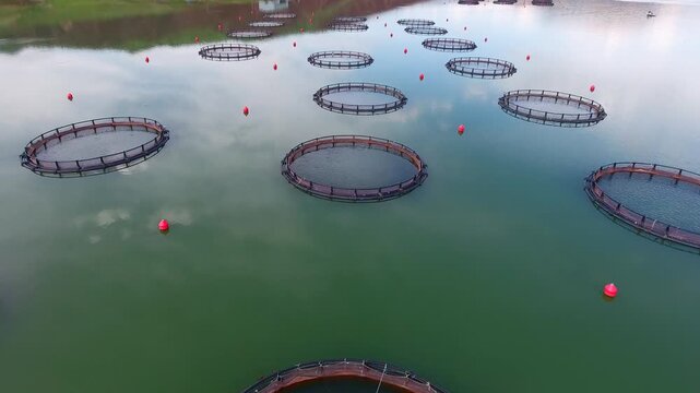 Circular salmon cages float on a lake, showing commercial aquaculture in a mountain valley setting.