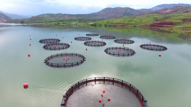 Circular salmon cages float on a lake, showing commercial aquaculture in a mountain valley setting.
