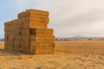 Large stack of straw bales in the field after mowing at sunset. © Ivanb