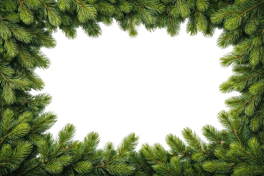 PNG Festive evergreen border frame