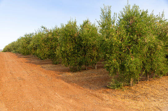 Perspective view of a super-intensive olive grove row next to a dirt road.