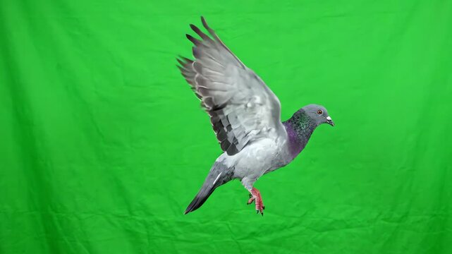 Realistic gray pigeon flying with flapping wings against a bright green screen background for video compositing and animation