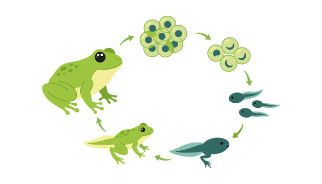 Frog Life Cycle Vector Diagram Showing Biological Metamorphosis Stages From Eggs to Tadpole Froglet and Adult Amphibian for Science and Educational Graphic Designs