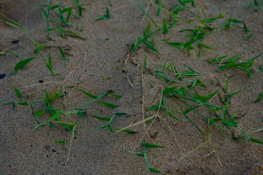 Green Grass Growing on Sandy Ground