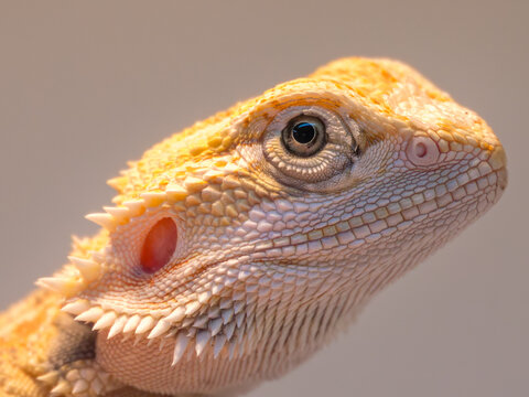 Close-Up Portrait of a Yellow Bearded Dragon