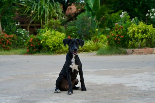 Black and White Dog Sitting Outdoors on a Quiet Road