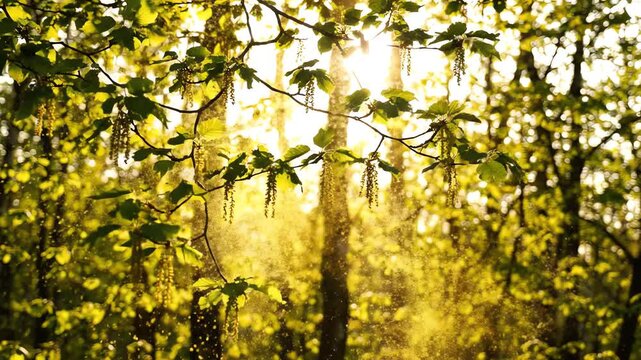 Spring tree branches swaying gently in the breeze as yellow pollen particles drift through the air during peak allergy season in a sunny forest