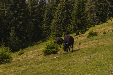 Cows grazing in a meadow in the Carpathian Mountains of Ukraine © mykhailo