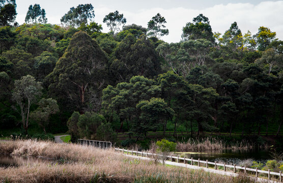 Bridge pathway at forest gardens and weather clouds